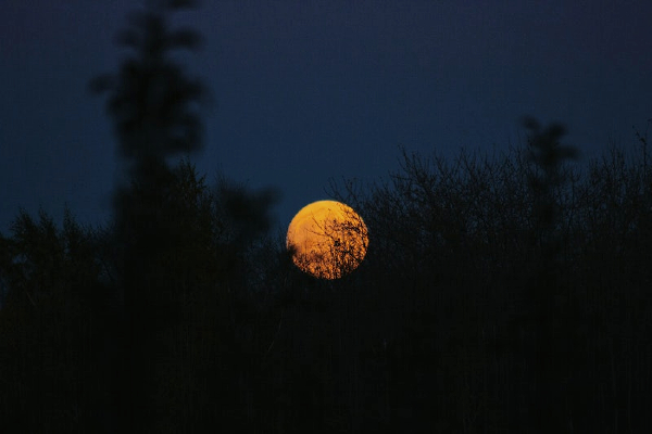 A gold-coloured full moon rising behind the blurry silhouette of trees.